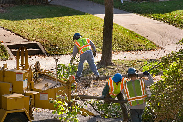 Reliable Hugo, OK Tree Service Solutions